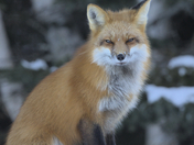 Red Fox on a snow covered rock