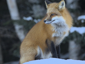 Red Fox on a snow covered rock