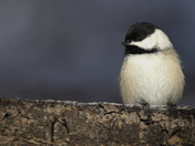 Black Capped Chickadee