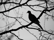 Mourning Dove Silhouette 