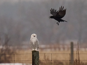 Snowy Owl and Crow