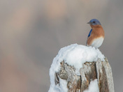 Eastern Blue Bird