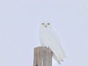 Snowy Owl 