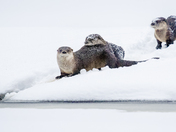 River Otters