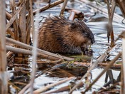little beaver  bit reed 