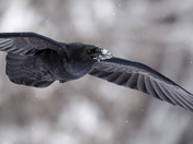 Common Raven