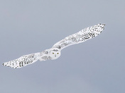 Snowy Owl in Flight