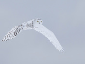 Snowy Owl