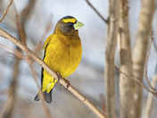 Evening Grosbeak