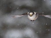 Canada jay in flight on a snowy day!