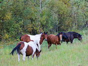 Yukon Wild Horses