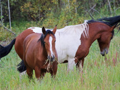 Yukon Wild Horses