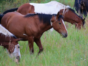 Yukon Wild Horses