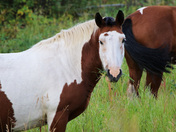 Yukon Wild Horses