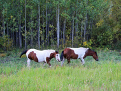 Yukon Wild Horses