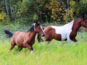 Yukon Wild Horses