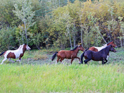Yukon Wild Horses