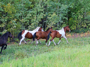 Yukon Wild Horses