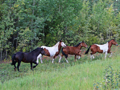 Yukon Wild Horses