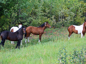 Yukon Wild Horses