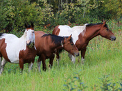 Yukon Wild Horses