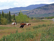 Yukon Wild Horses