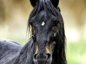 Wild ( Feral ) Horse