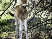 A Wild Foal.