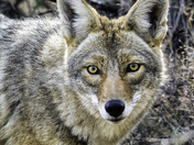 Coyote