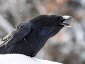 Raven calling