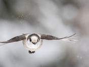 Incoming Canada jay