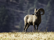 Majestic Bighorn Ram