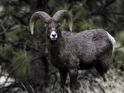 California Bighorn Ram