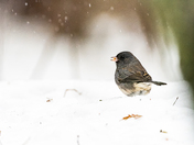 Dark-eyed Junco in the snow