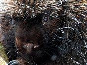 North American Porcupine