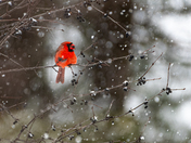 Northern Cardinal in the Snow