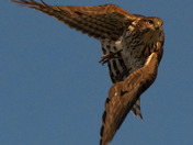 Cooper's Hawk in flight