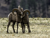 Bighorn Tussle