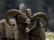 Bighorn Tussle II Close-up