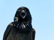 Common Raven