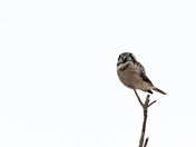 Northern Hawk Owl