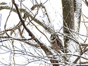 Northern Hawk Owl