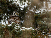 Northern Hawk Owl