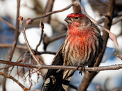House Finch