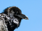 Common Raven