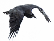 Common Raven