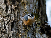 Red-breasted Nuthatch