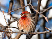 House Finch