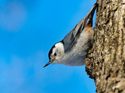White-breasted Nuthatch