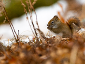 Red Squirrel